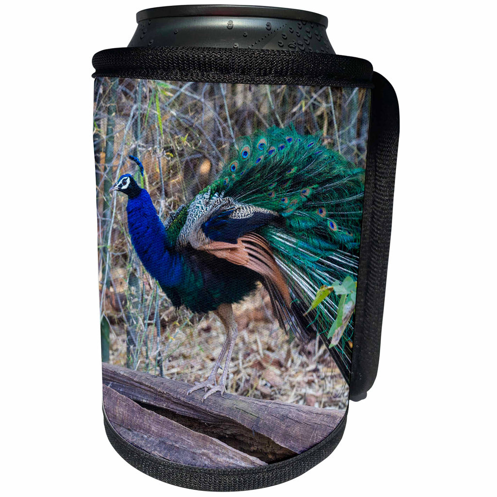 3dRose Danita Delimont - Birds - India. Peacock strutting in the Bandhavgarh Tiger Reserve. - Can Cooler Bottle Wrap (cc_276800)