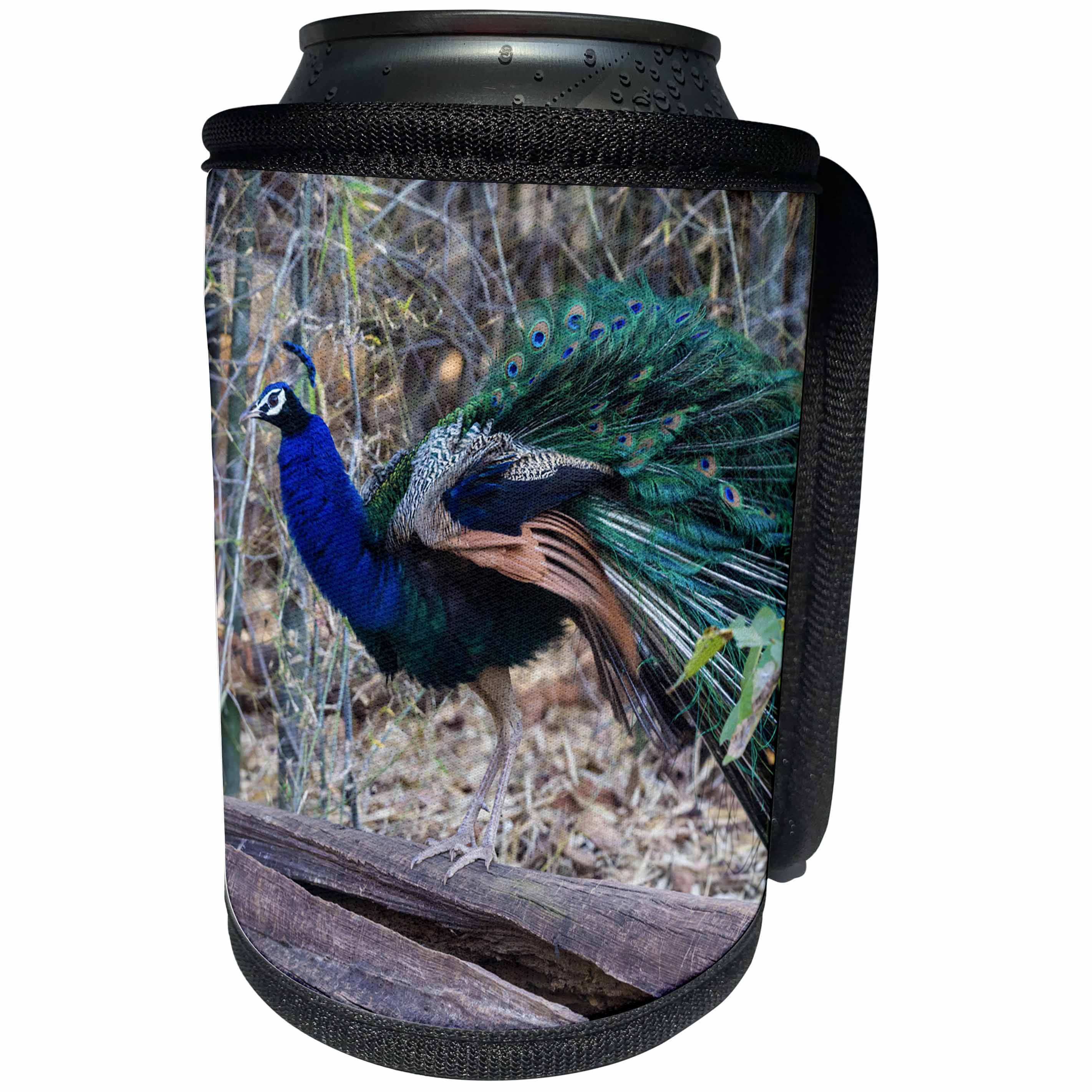 3dRose Danita Delimont - Birds - India. Peacock strutting in the Bandhavgarh Tiger Reserve. - Can Cooler Bottle Wrap (cc_276800)