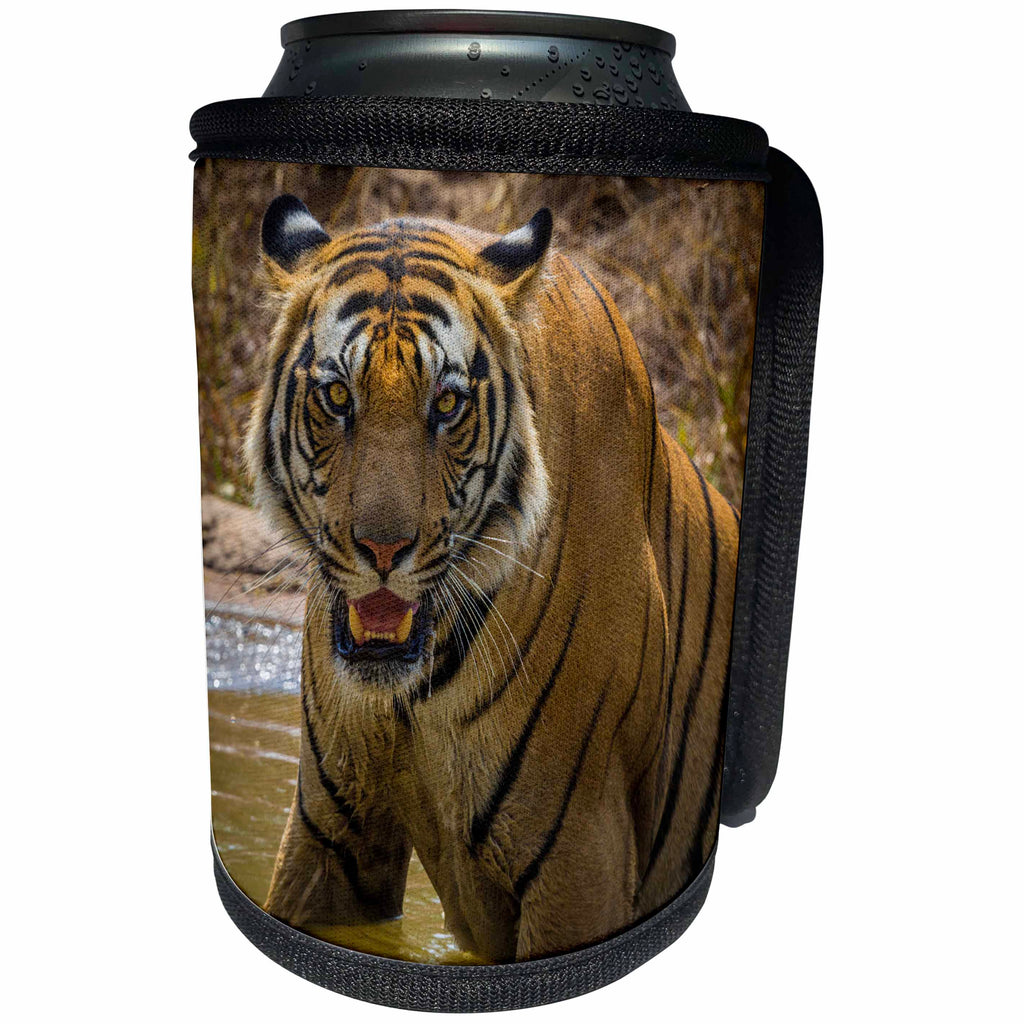 3dRose Danita Delimont - Big Cats - India, Bandhavgarh Tiger Reserve. Fierce gaze of a Bengal tiger. - Can Cooler Bottle Wrap (cc_276807)