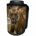 3dRose Danita Delimont - Big Cats - India, Bandhavgarh Tiger Reserve. Fierce gaze of a Bengal tiger. - Can Cooler Bottle Wrap (cc_276807)