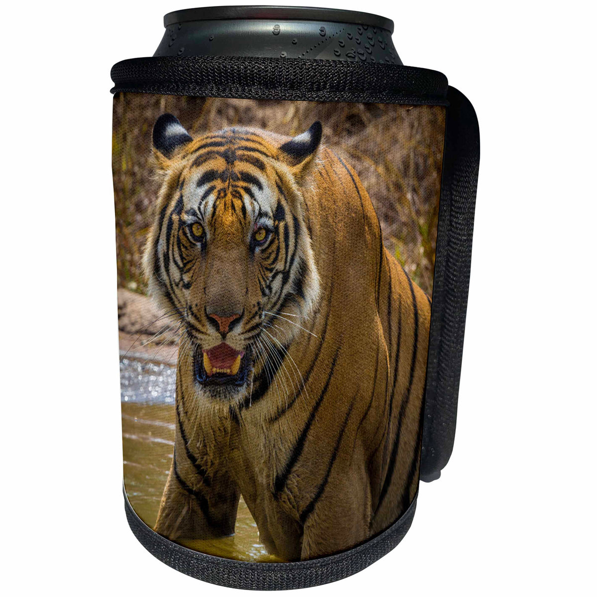 3dRose Danita Delimont - Big Cats - India, Bandhavgarh Tiger Reserve. Fierce gaze of a Bengal tiger. - Can Cooler Bottle Wrap (cc_276807)