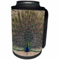 3dRose Danita Delimont - Birds - India. Peacock displays his feathers at Bandhavgarh Tiger Reserve. - Can Cooler Bottle Wrap (cc_276810)