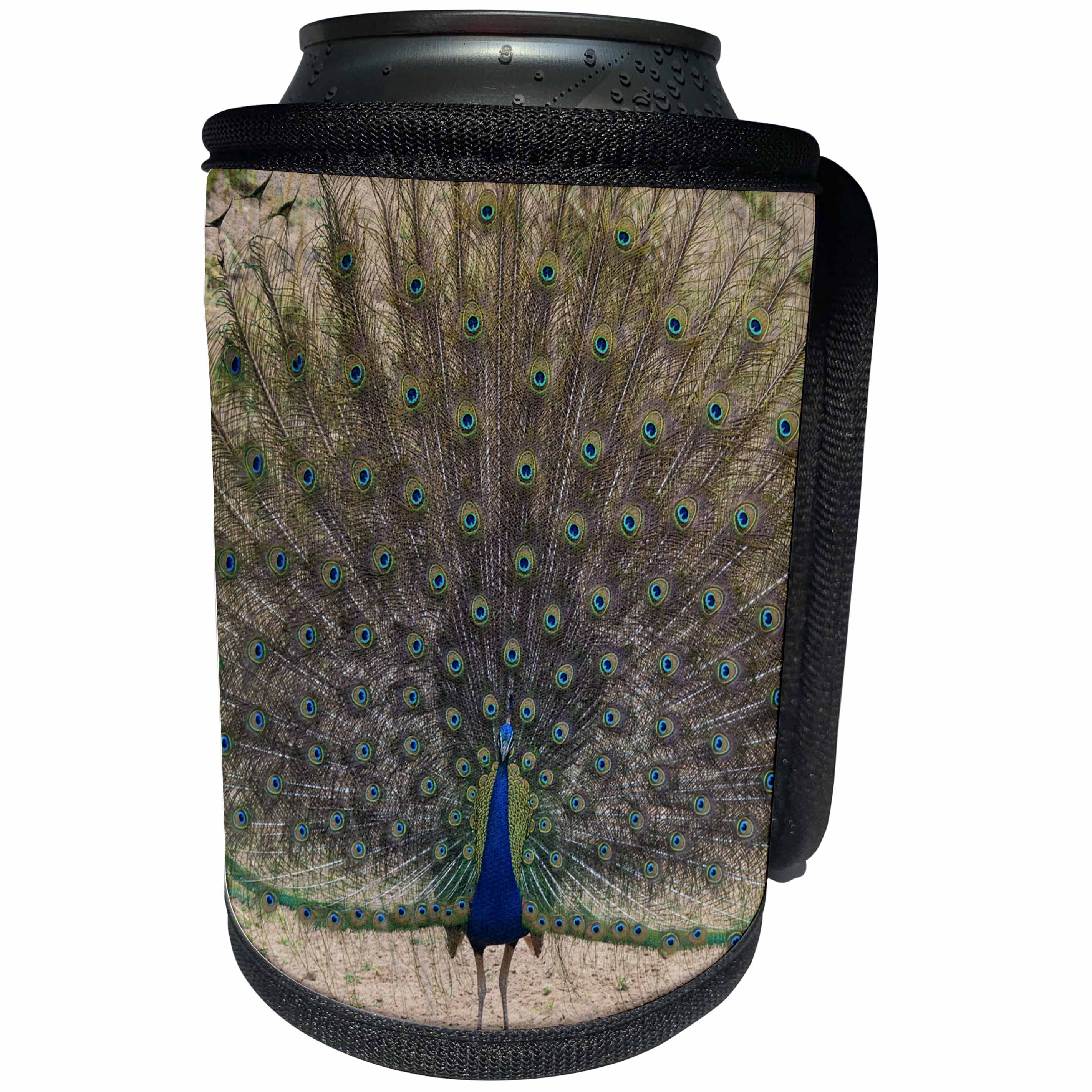 3dRose Danita Delimont - Birds - India. Peacock displays his feathers at Bandhavgarh Tiger Reserve. - Can Cooler Bottle Wrap (cc_276810)
