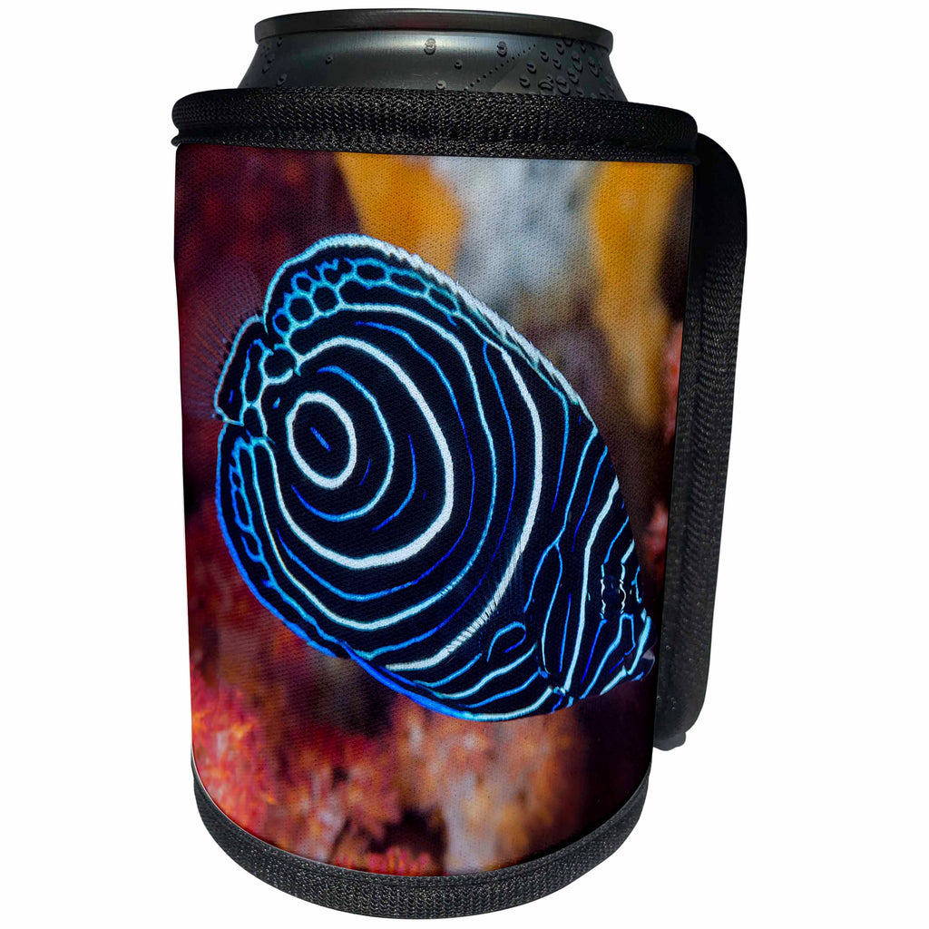 3dRose Danita Delimont - Fish - Indonesia, West Papua, Raja Ampat. Close up of emperor angelfish - Can Cooler Bottle Wrap (cc_276819)