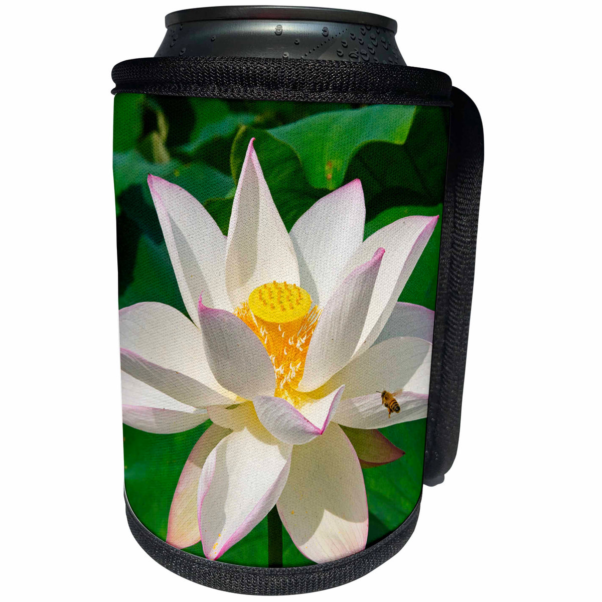 3dRose Danita Delimont - Flowers - Lotus flower blooming, Kyoto, Japan - Can Cooler Bottle Wrap (cc_276886)