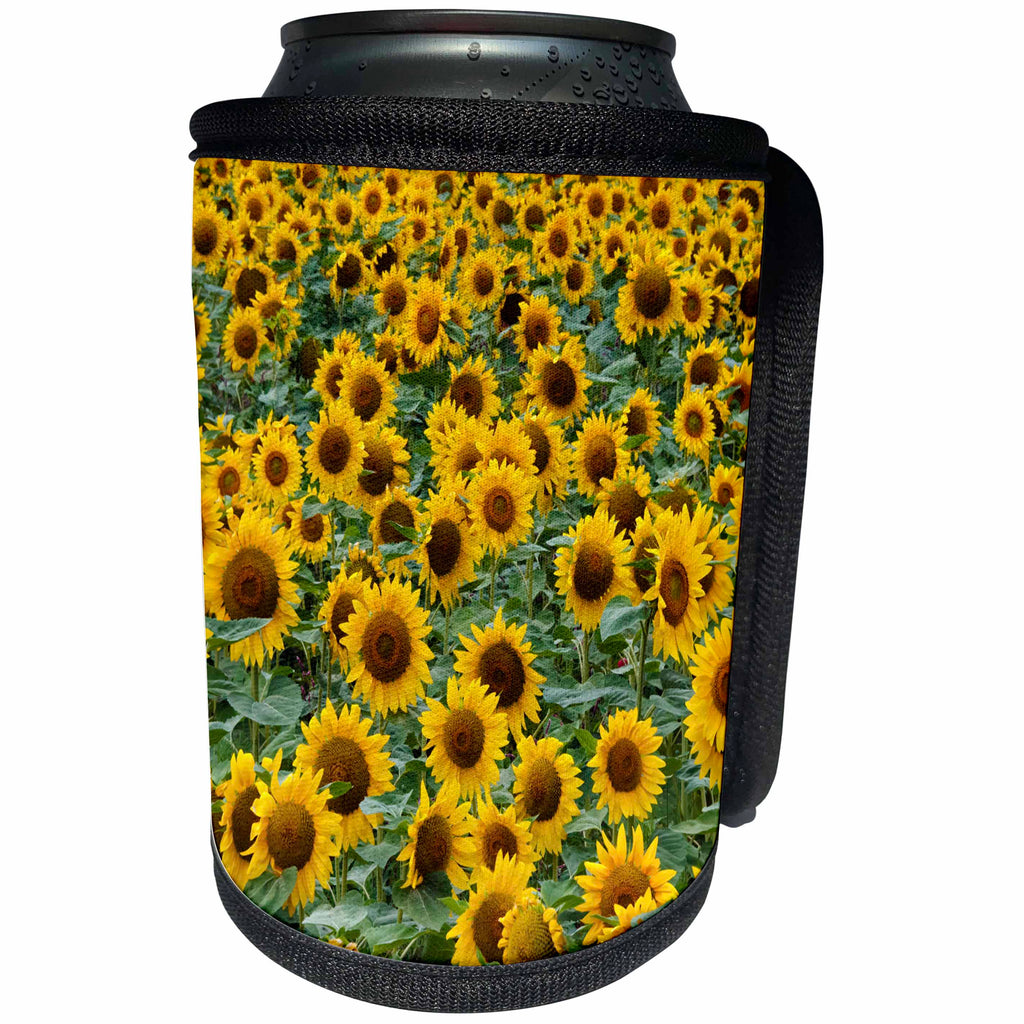 3dRose Danita Delimont - Flowers - Sunflowers in the flower farm, Furano, Hokkaido Prefecture, Japan - Can Cooler Bottle Wrap (cc_276891)
