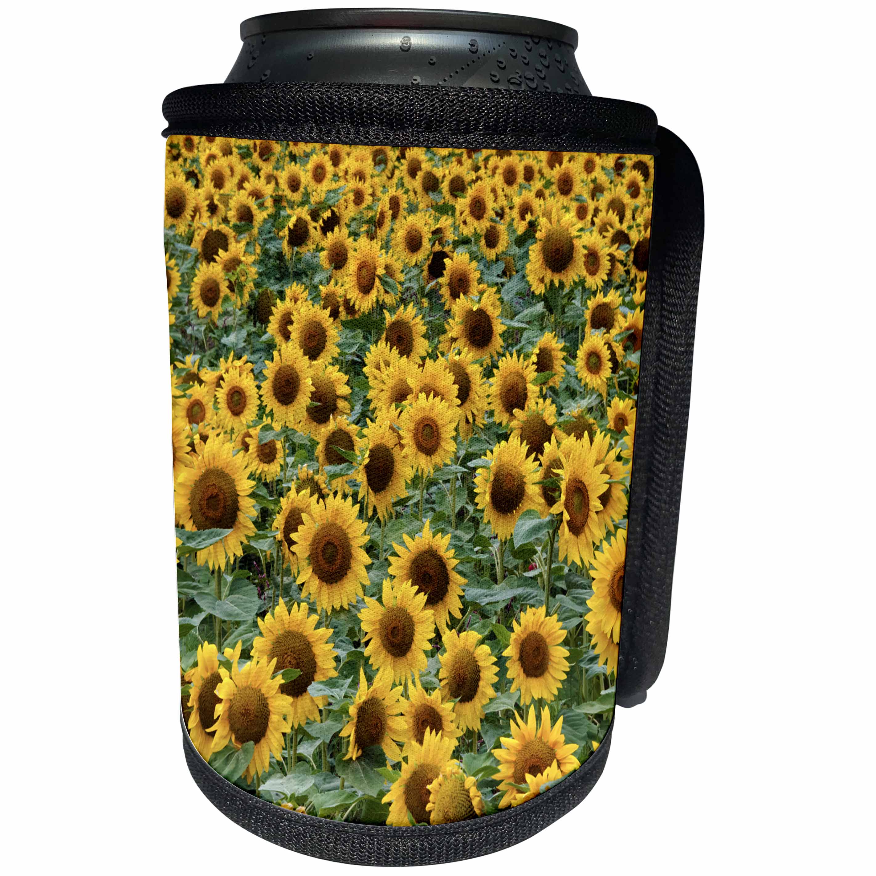 3dRose Danita Delimont - Flowers - Sunflowers in the flower farm, Furano, Hokkaido Prefecture, Japan - Can Cooler Bottle Wrap (cc_276891)