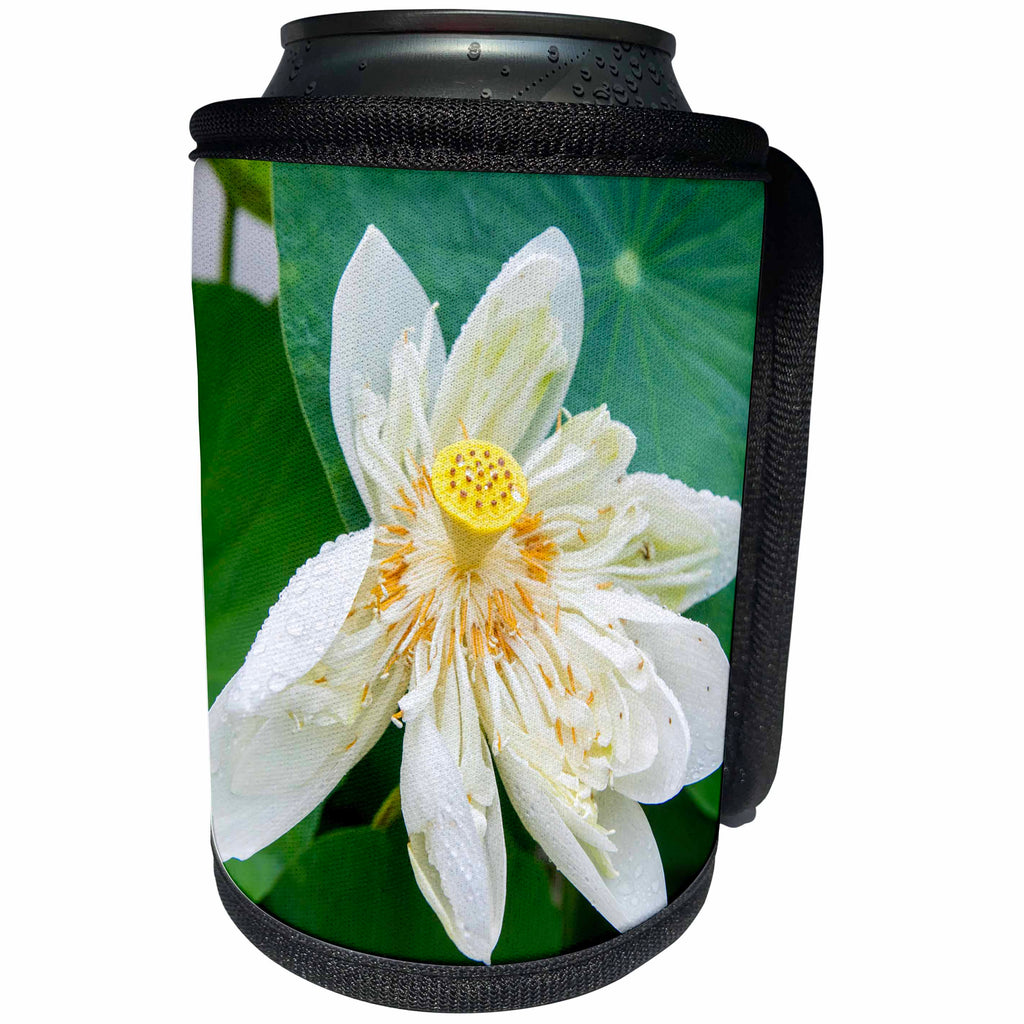 3dRose Danita Delimont - Flowers - Lotus Blossom Flower, Vietnam, Asia - Can Cooler Bottle Wrap (cc_277044)