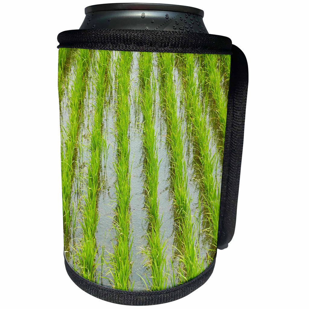 3dRose Danita Delimont - Agriculture - Rice paddy, near Tan Hoa, Tien Giang Province, Mekong Delta, Vietnam - Can Cooler Bottle Wrap (cc_277051)