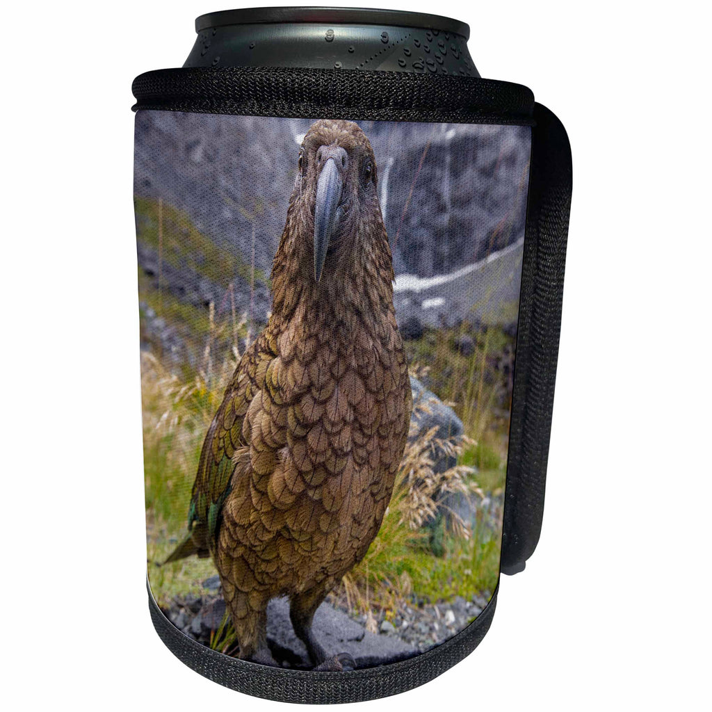 3dRose Danita Delimont - Parrots - Kea or mountain parrot, New Zealand - Can Cooler Bottle Wrap (cc_277139)