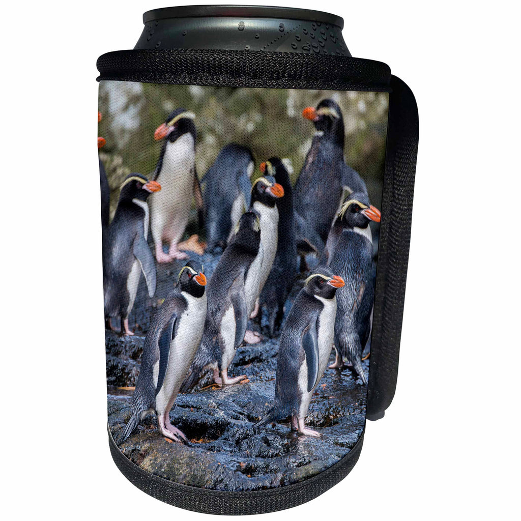 3dRose Danita Delimont - Penguins - New Zealand, Snares Islands, The Snares. Snares crested penguin. - Can Cooler Bottle Wrap (cc_277141)