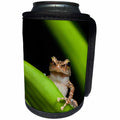 3dRose Danita Delimont - Frogs - Common coqui on bromeliad leaf, El Verde, El Yunque NF, Puerto Rico - Can Cooler Bottle Wrap (cc_277166)
