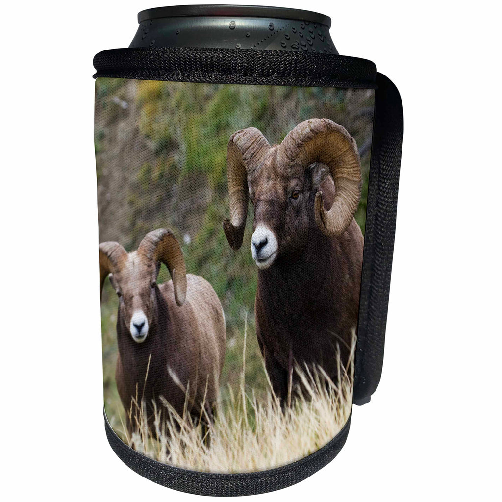 3dRose Danita Delimont - Sheep - Two Rocky Mountain Bighorn sheep rams in the wild. - Can Cooler Bottle Wrap (cc_277185)