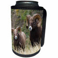 3dRose Danita Delimont - Sheep - Two Rocky Mountain Bighorn sheep rams in the wild. - Can Cooler Bottle Wrap (cc_277185)