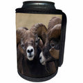 3dRose Danita Delimont - Sheep - Rocky Mountain Bighorn sheep rams - Can Cooler Bottle Wrap (cc_277186)
