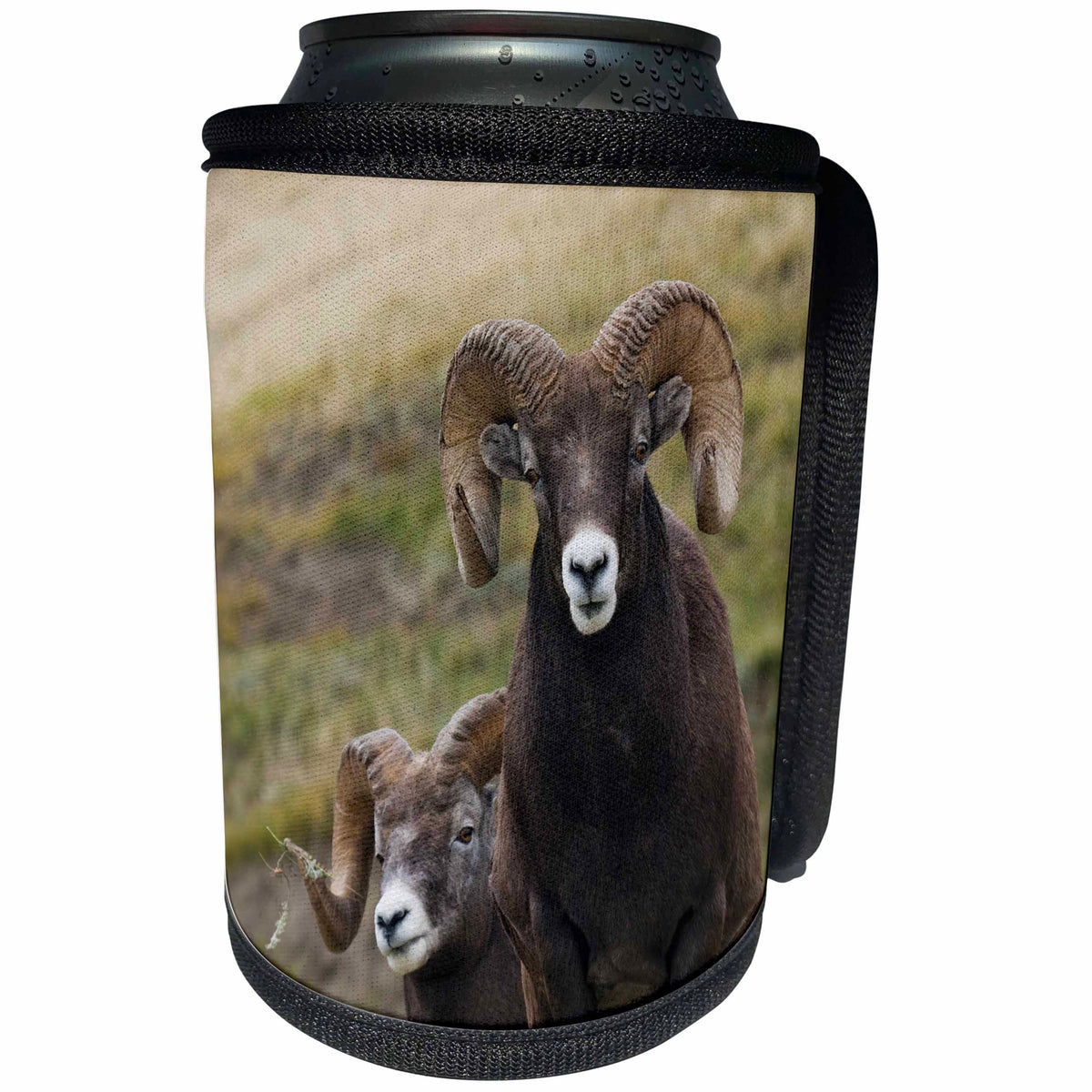 3dRose Danita Delimont - Sheep - Bighorn sheep rams - Can Cooler Bottle Wrap (cc_277187)