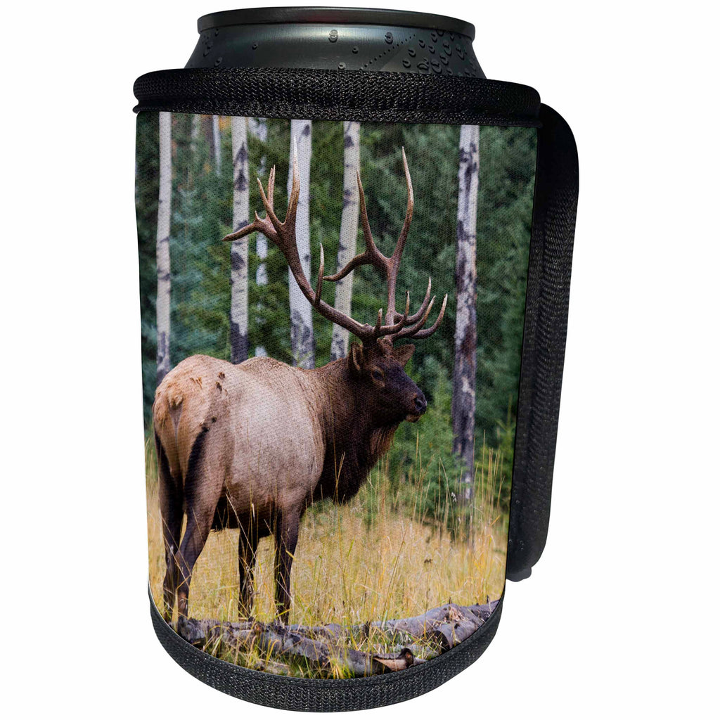 3dRose Danita Delimont - Elk - Rocky Mountain Bull Elk, Jasper National Park, Canada - Can Cooler Bottle Wrap (cc_277188)