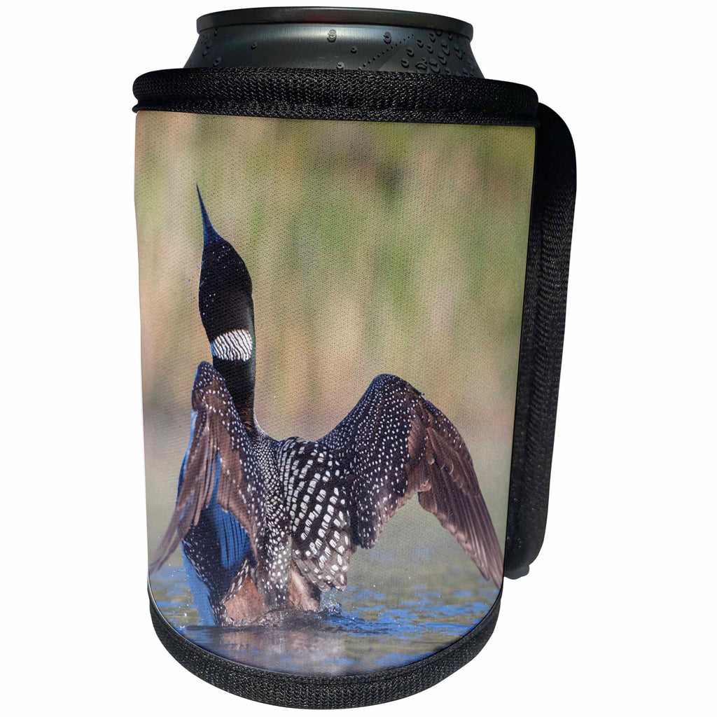 3dRose Danita Delimont - Birds - Canada, B.C., Adult Common Loon in breeding plumage flaps its wings. - Can Cooler Bottle Wrap (cc_277221)