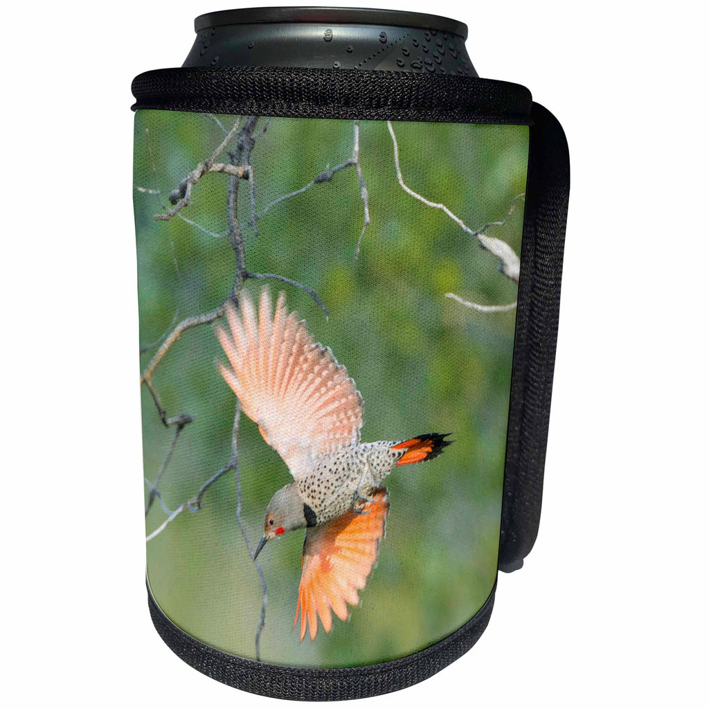 3dRose Danita Delimont - Birds - Canada, B.C., Adult male Northern Flicker flies from nest hole. - Can Cooler Bottle Wrap (cc_277223)