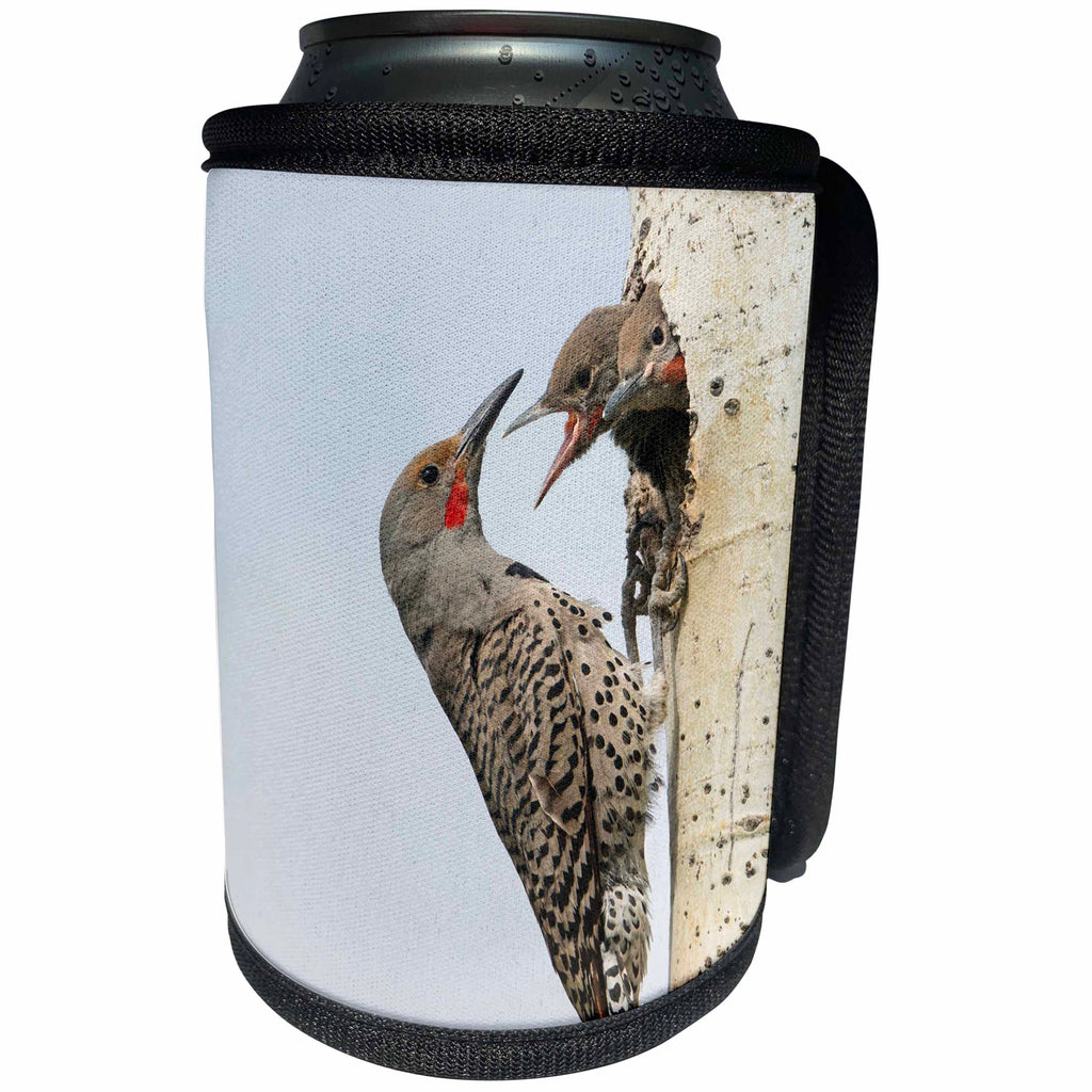 3dRose Danita Delimont - Birds - Canada, B.C., Adult male Northern Flicker at nest hole with chicks. - Can Cooler Bottle Wrap (cc_277225)