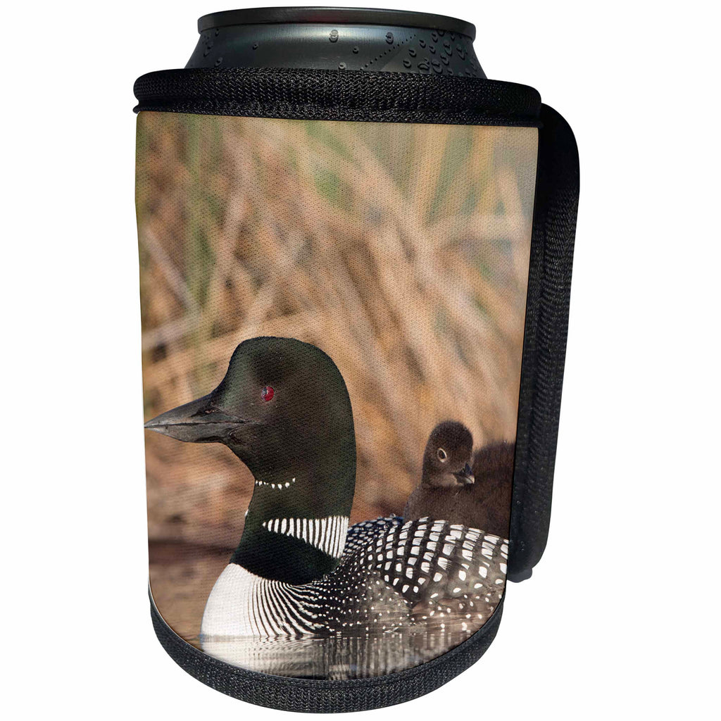 3dRose Danita Delimont - Birds - Canada, B.C., Adult Common Loon swimming with a chick on its back. - Can Cooler Bottle Wrap (cc_277226)
