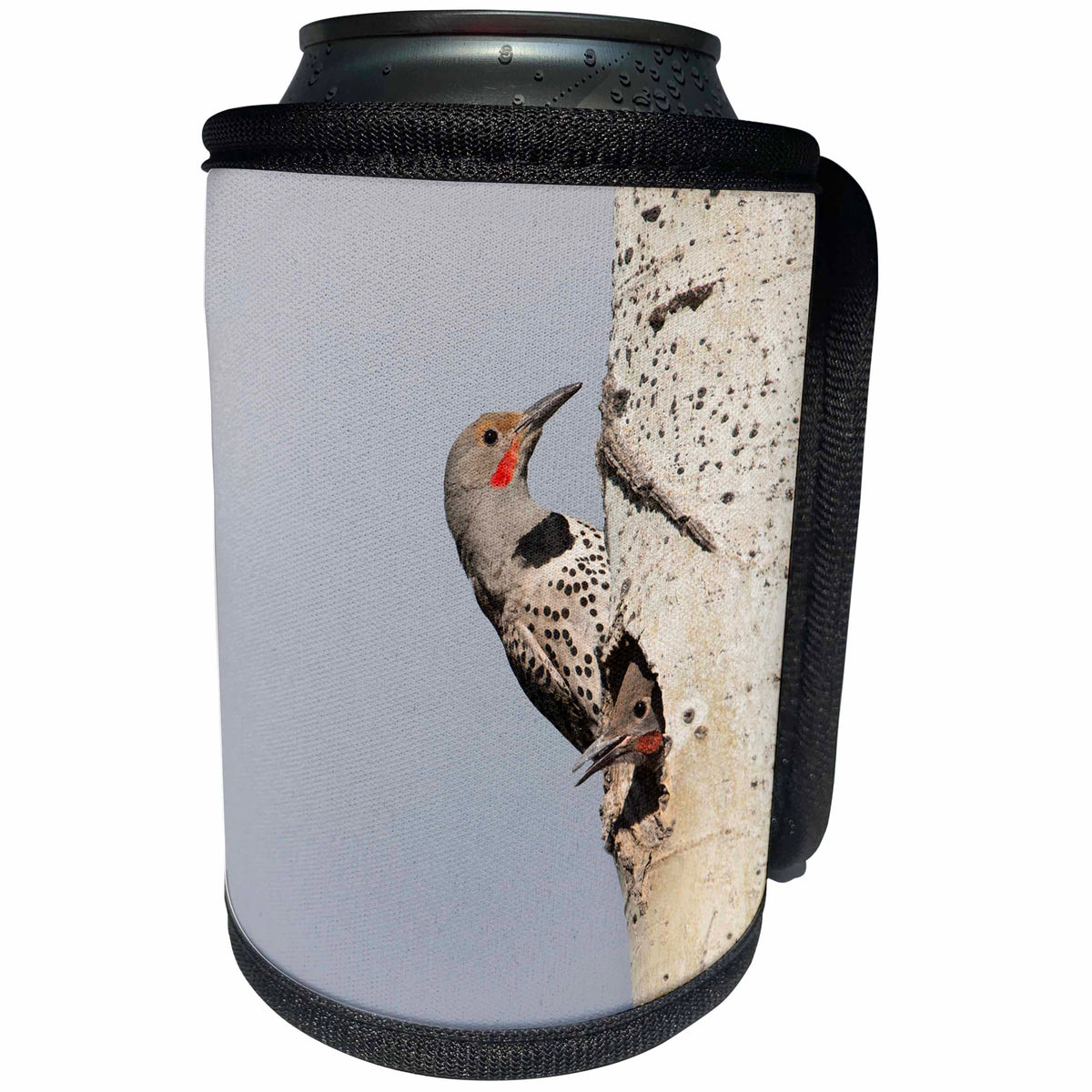 3dRose Danita Delimont - Birds - Canada, B.C., Adult male Northern Flicker at nest hole with chick. - Can Cooler Bottle Wrap (cc_277229)