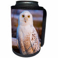 3dRose Danita Delimont - Owls - Canada, British Columbia, Snowy Owl portrait. - Can Cooler Bottle Wrap (cc_277237)