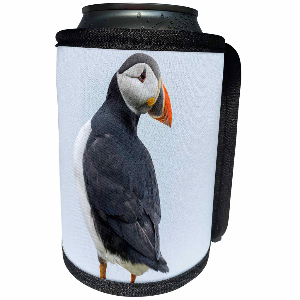 3dRose Danita Delimont - Birds - Atlantic Puffin in A Puffinry On Mykines, Faroe Islands, Denmark - Can Cooler Bottle Wrap (cc_277347)