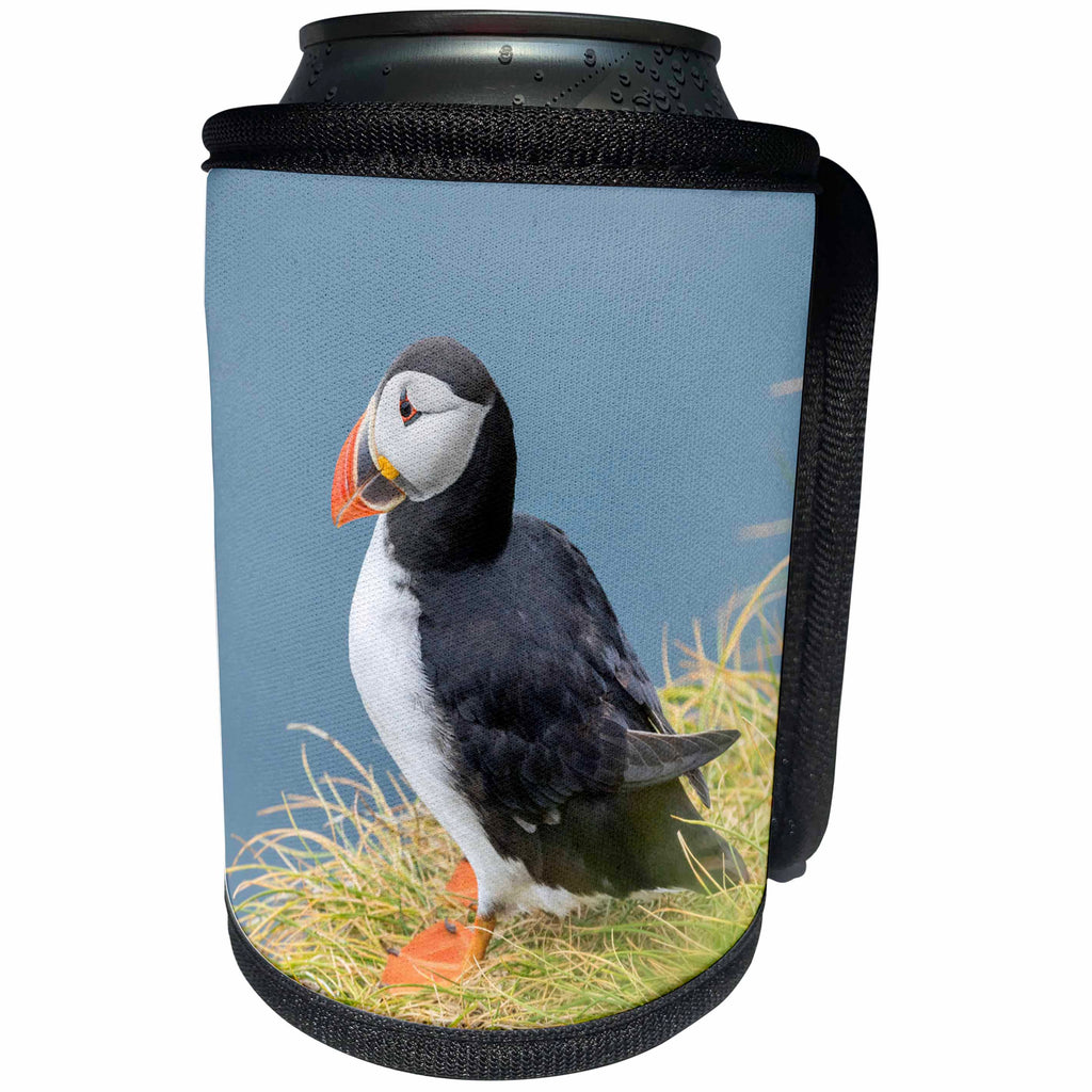 3dRose Danita Delimont - Birds - Atlantic Puffin look over a cliff on Mykines, Faroe Islands. Denmark - Can Cooler Bottle Wrap (cc_277351)
