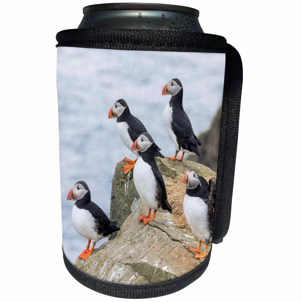 3dRose Danita Delimont - Birds - Group of Atlantic Puffins On Mykines, Faroe Islands, Denmark - Can Cooler Bottle Wrap (cc_277355)