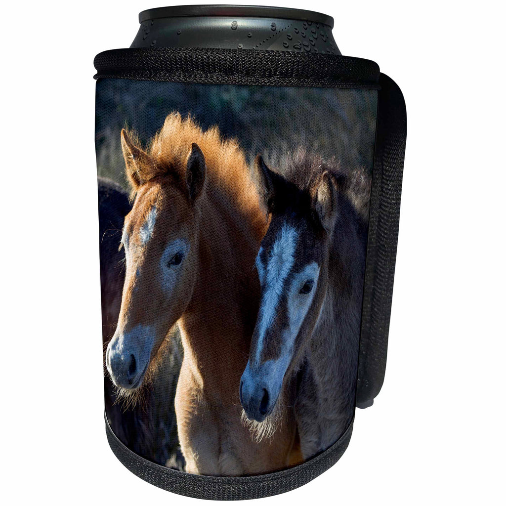 3dRose Danita Delimont - Babu animals - France, The Camargue, Saintes Maries de la Mer. Young Camargue horses. - Can Cooler Bottle Wrap (cc_277374)