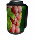 3dRose Danita Delimont - Vineyards - France, Alsace, Eguisheim. A bunch of Gewurztraminer grapes. - Can Cooler Bottle Wrap (cc_277390)