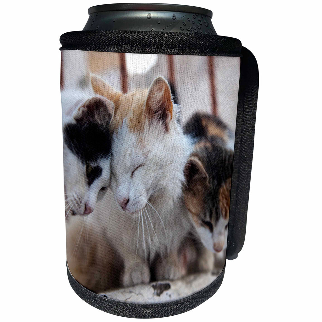 3dRose Danita Delimont - Acts - Greece, Santorini, feral cats greeting eachother. - Can Cooler Bottle Wrap (cc_277426)