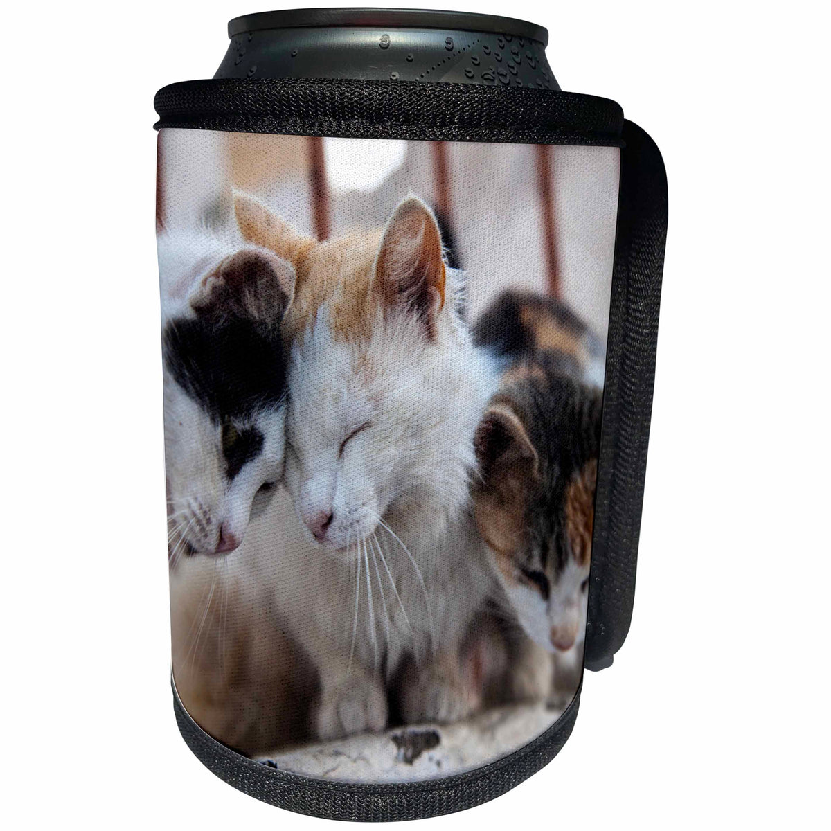 3dRose Danita Delimont - Acts - Greece, Santorini, feral cats greeting eachother. - Can Cooler Bottle Wrap (cc_277426)