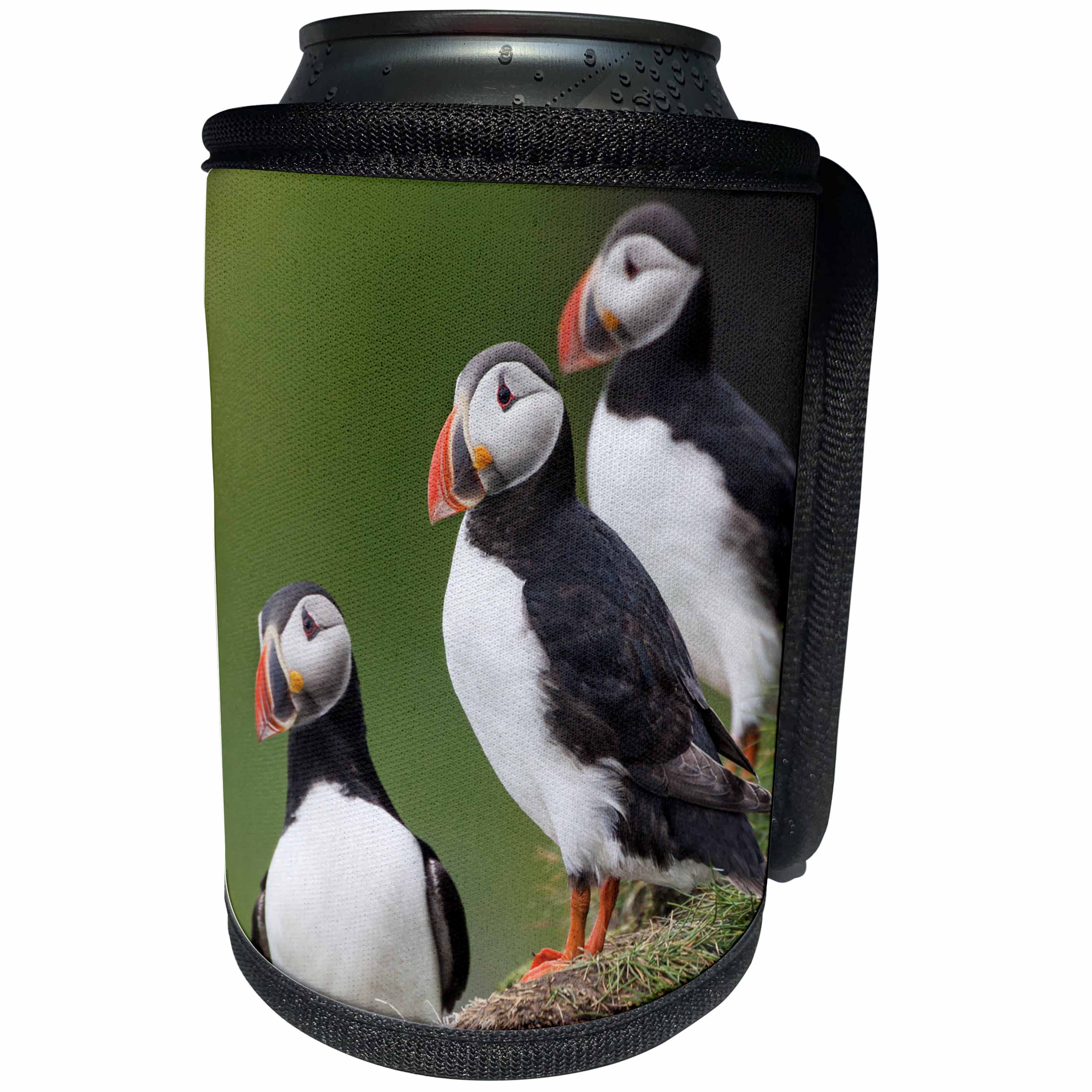 3dRose Danita Delimont - Birds - Iceland, Westfjords, A group of Atlantic puffins on a steep hillside. - Can Cooler Bottle Wrap (cc_277480)