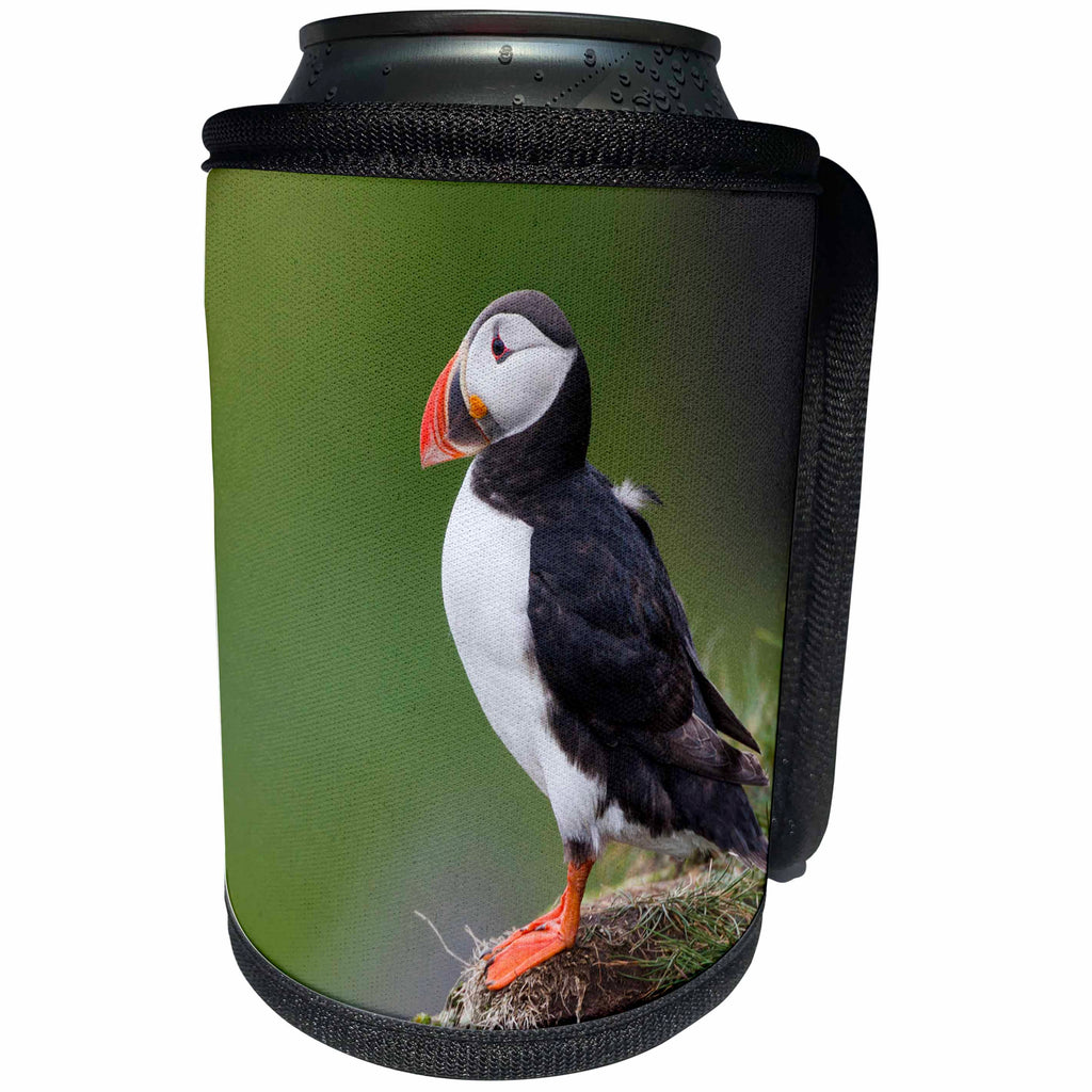 3dRose Danita Delimont - Birds - Iceland, Westfjords, Atlantic puffin looking over a grassy hillside. - Can Cooler Bottle Wrap (cc_277481)
