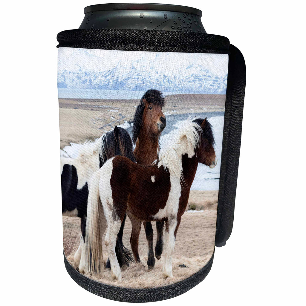 3dRose Danita Delimont - Horses - Europe, North Iceland, Akureyri. Small herd of Icelandic horses. - Can Cooler Bottle Wrap (cc_277483)