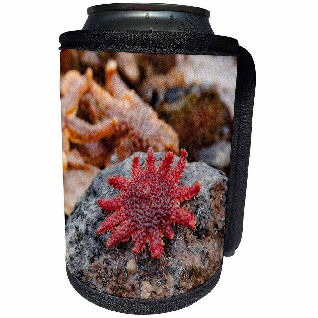 3dRose Danita Delimont - Marine life - Iceland, Snaefellsnes Peninsula. Sea star and starfish. - Can Cooler Bottle Wrap (cc_277488)