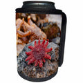3dRose Danita Delimont - Marine life - Iceland, Snaefellsnes Peninsula. Sea star and starfish. - Can Cooler Bottle Wrap (cc_277488)