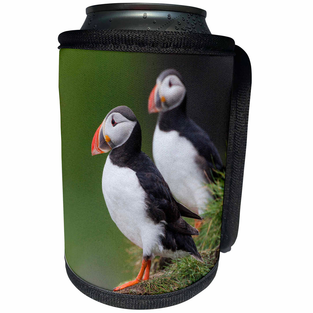 3dRose Danita Delimont - Birds - Europe, Iceland, Westfjords. A group of Atlantic puffins on hillside. - Can Cooler Bottle Wrap (cc_277489)