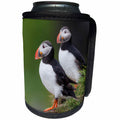 3dRose Danita Delimont - Birds - Europe, Iceland, Westfjords. A group of Atlantic puffins on hillside. - Can Cooler Bottle Wrap (cc_277489)