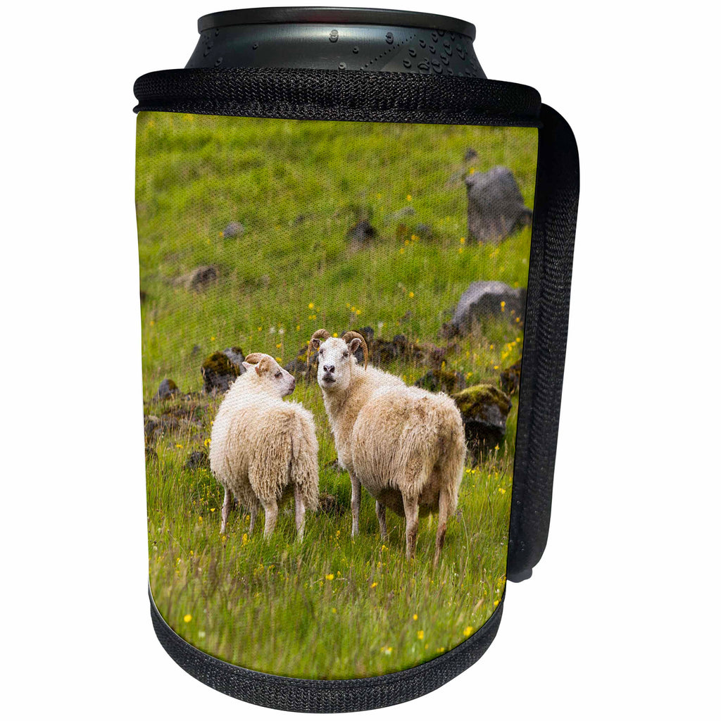3dRose Danita Delimont - Sheep - Iceland, Icelandic sheep are commonly seen in the green pastures. - Can Cooler Bottle Wrap (cc_277493)