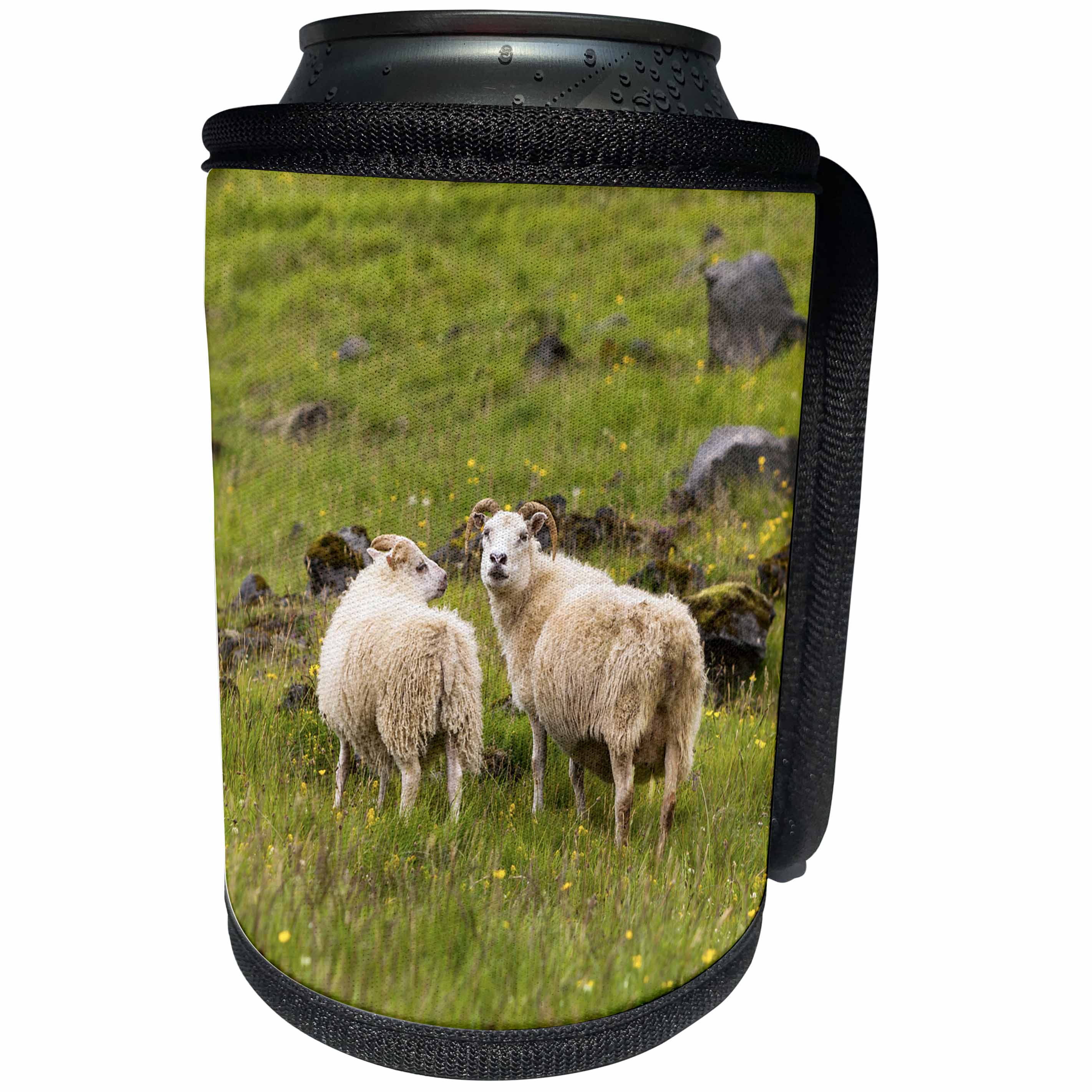3dRose Danita Delimont - Sheep - Iceland, Icelandic sheep are commonly seen in the green pastures. - Can Cooler Bottle Wrap (cc_277493)