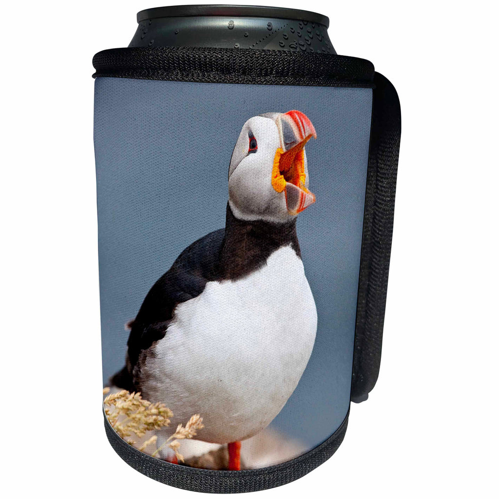 3dRose Danita Delimont - Birds - Iceland, Breidavik, Puffin Calling Out - Can Cooler Bottle Wrap (cc_277520)