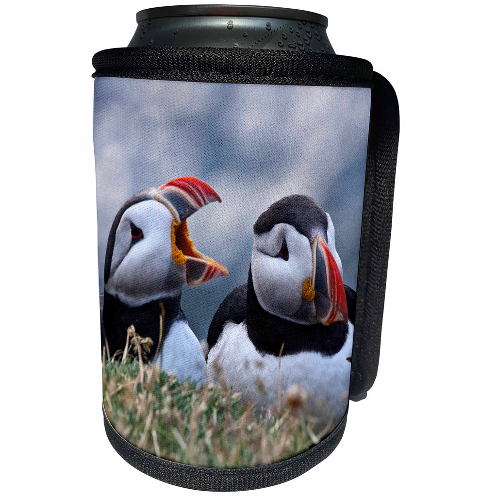 3dRose Danita Delimont - Birds - Iceland, Breidavik, Puffins - Can Cooler Bottle Wrap (cc_277521)