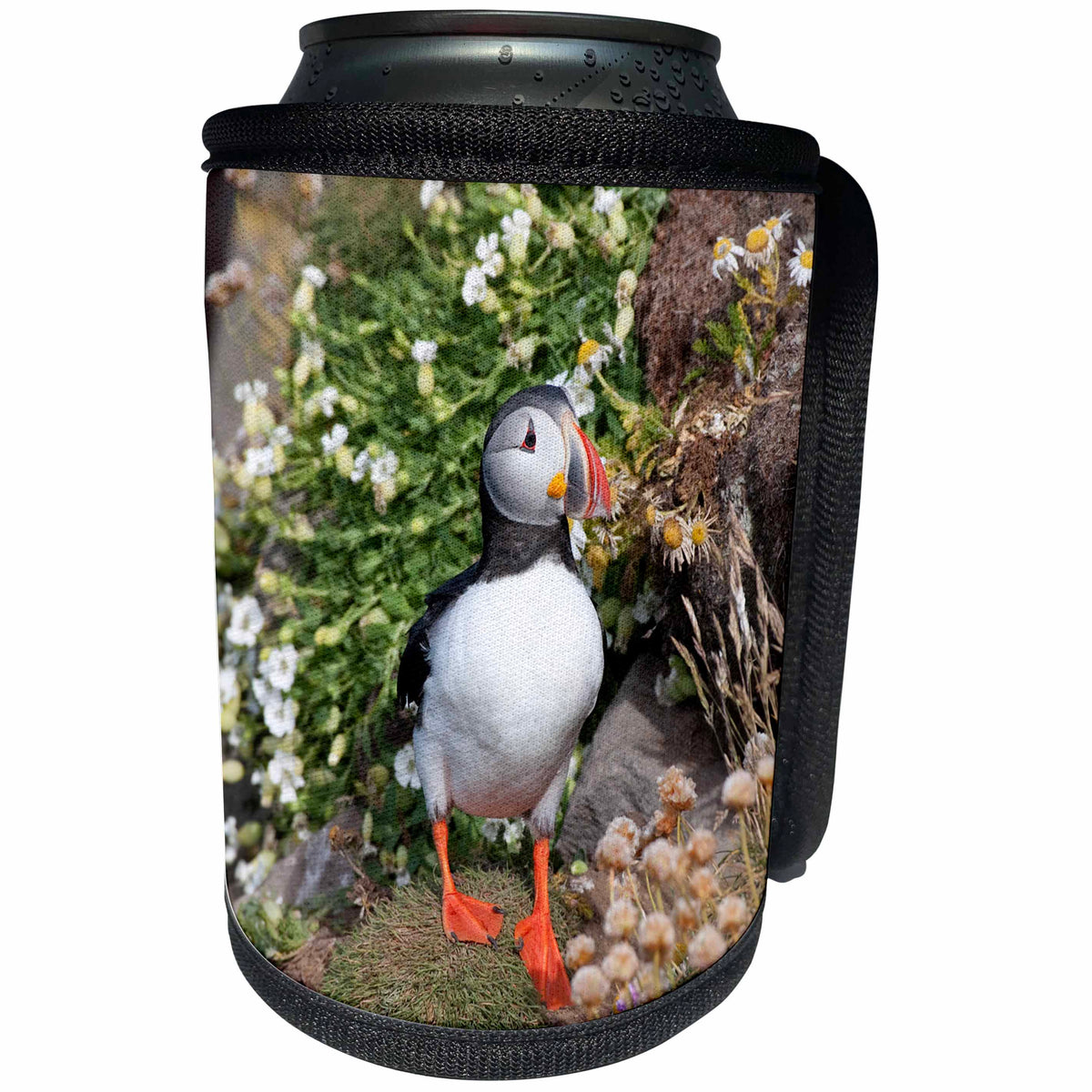 3dRose Danita Delimont - Birds - Iceland, Breidavik. Puffin amid flowers. - Can Cooler Bottle Wrap (cc_277522)