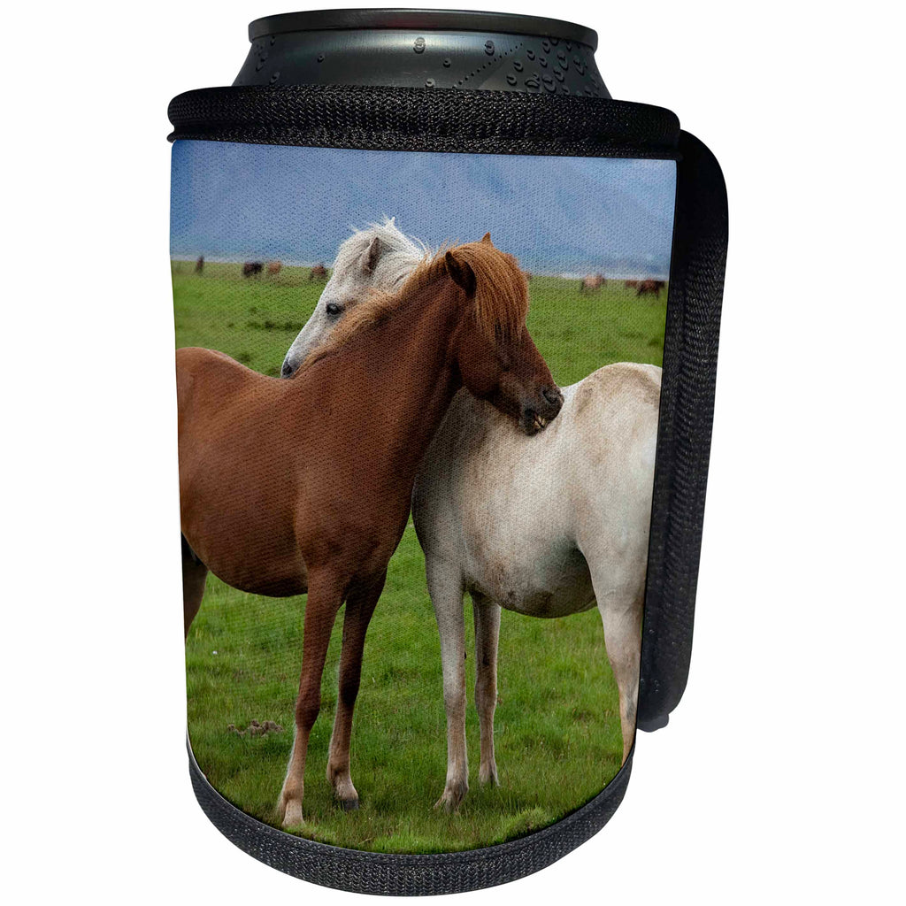 3dRose Danita Delimont - Horses - Iceland, Wild Icelandic Horses. - Can Cooler Bottle Wrap (cc_277524)