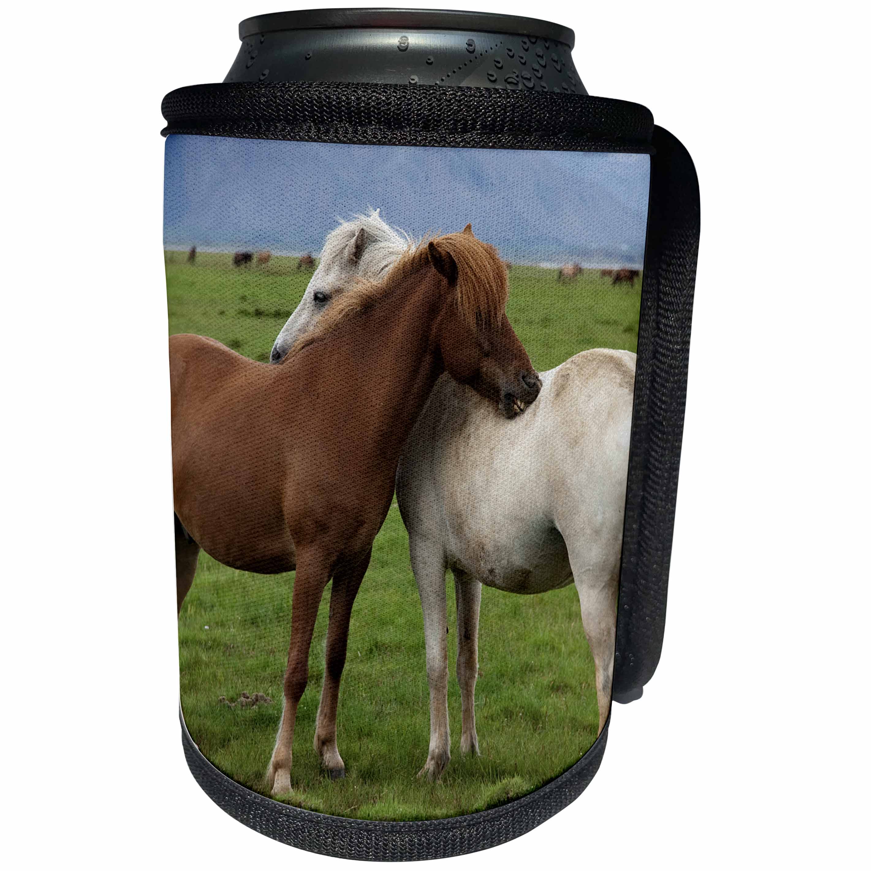 3dRose Danita Delimont - Horses - Iceland, Wild Icelandic Horses. - Can Cooler Bottle Wrap (cc_277524)