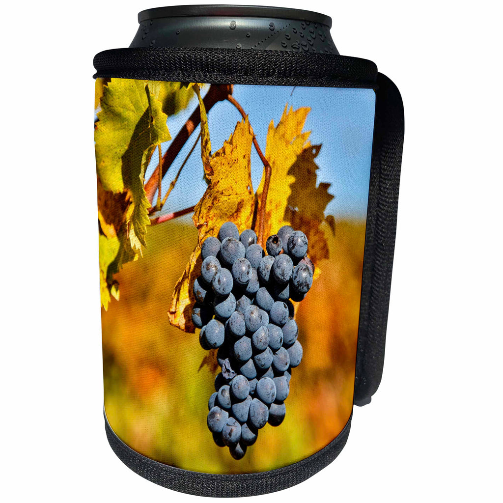 3dRose Danita Delimont - Vineyards - Italy, Tuscany, Grapes Past Harvest - Can Cooler Bottle Wrap (cc_277590)