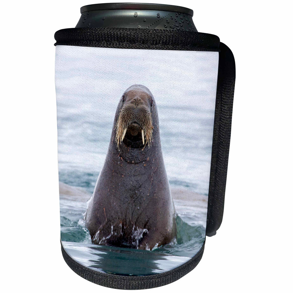 3dRose Danita Delimont - Walruses - Arctic, Norway, Svalbard. Walrus swimming - Can Cooler Bottle Wrap (cc_277794)